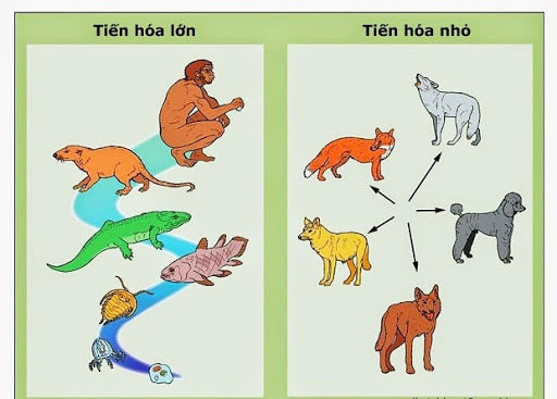 Tiến hóa là gì. Bách Khoa Tri Thức