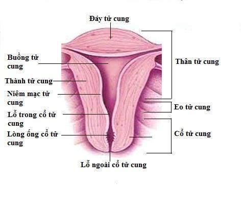 Tử cung có vai trò gì. Bách Khoa Tri Thức
