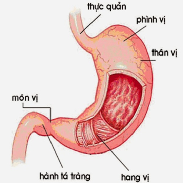 Vai trò của dạ dày quan trọng như thế nào. Bách Khoa Tri Thức