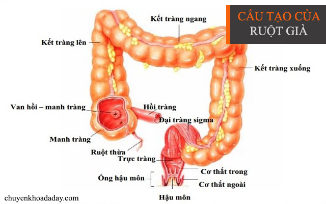 Vai trò của ruột già như thế nào. Bách Khoa Tri Thức