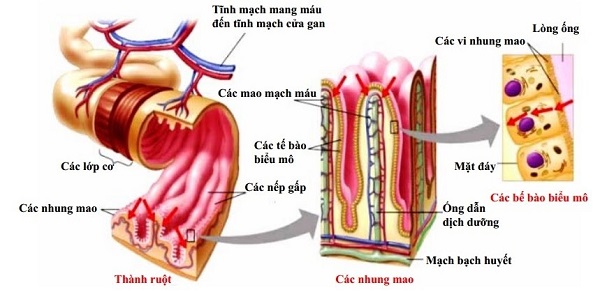 Vai trò của ruột non quan trọng như thế nào. Bách Khoa Tri Thức
