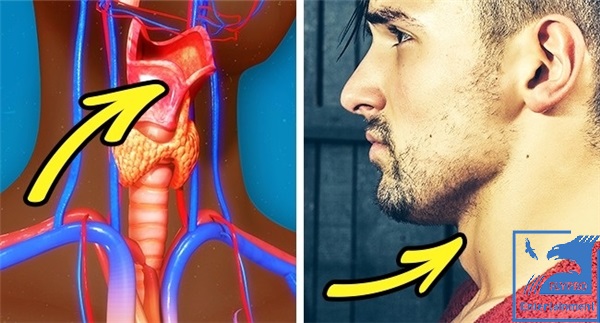 Vì sao các cậu trai đổi giọng. Bách Khoa Tri Thức