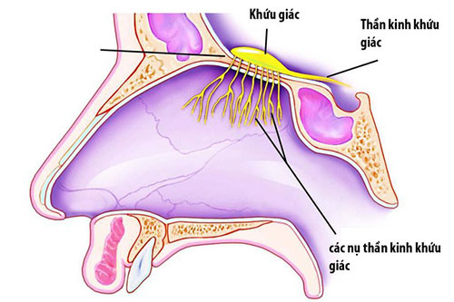 Vì sao mũi ngửi một hồi thì hết nghe được mùi thơm và hôi nữa. Bách Khoa Tri Thức
