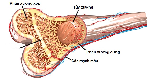 Xương cứng chắc như thế nào. Bách Khoa Tri Thức