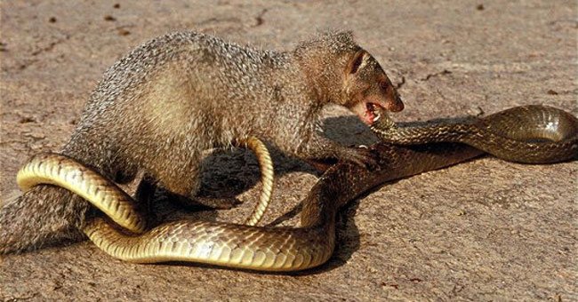 Cầy mangut - khắc tinh của rắn. Thế Giới Động Vật