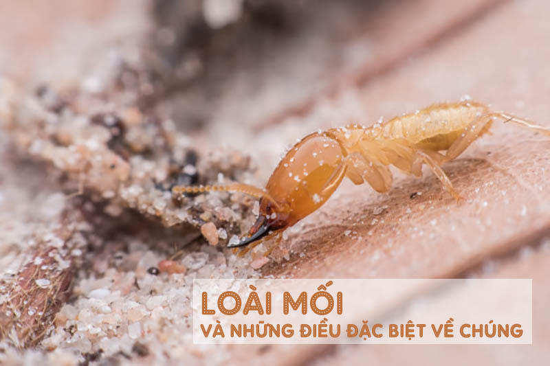 Con mối làm gia tăng nhiệt độ không khí. Thế Giới Động Vật