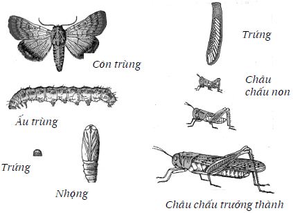 Côn trùng có thể biến thành con nhộng. Thế Giới Động Vật