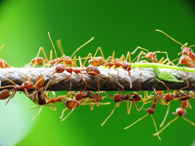 Đại đa số côn trùng không thể đi đường thẳng. Thế Giới Động Vật