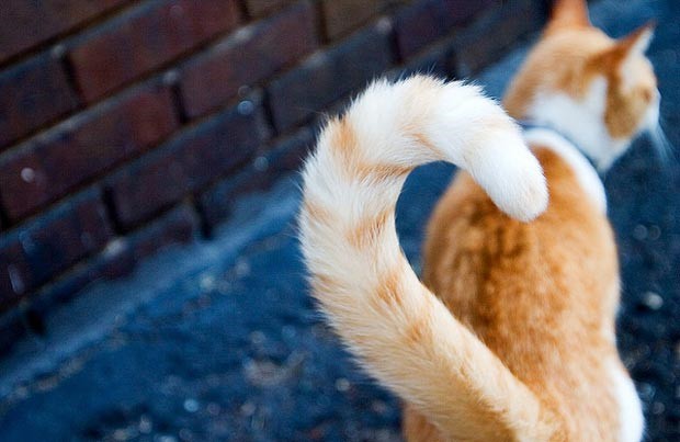 Động vật có các loại đuôi khác nhau. Thế Giới Động Vật