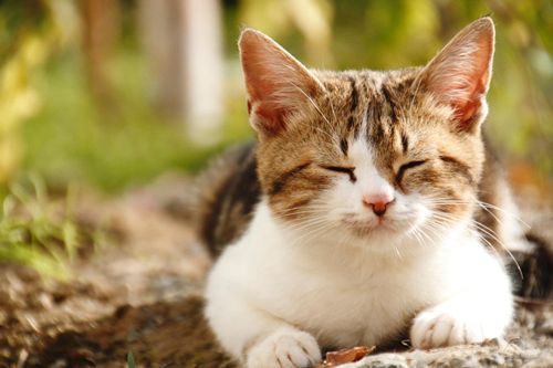 Động vật có thể nằm mơ?. Thế Giới Động Vật