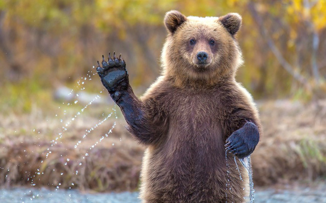 Gấu có gì khác với gấu người. Thế Giới Động Vật
