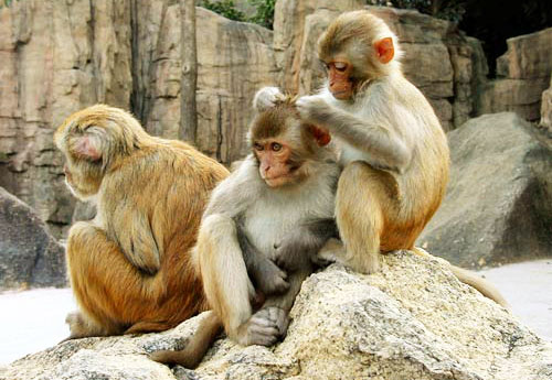 "Hành vi xoa dịu" của khỉ có ý nghĩa gì. Thế Giới Động Vật