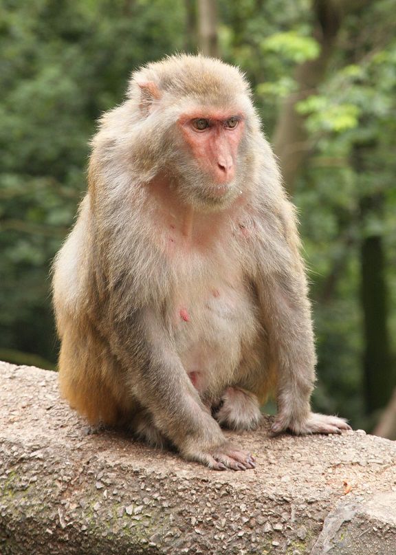 Khi thấy khỉ macaca, không được nhìn chăm chú vào mắt của chúng. Thế Giới Động Vật