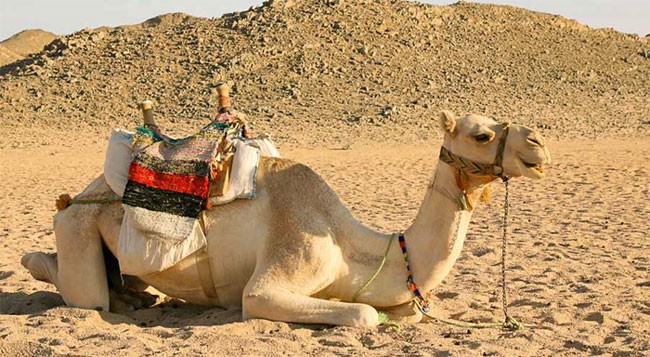 Lạc đà - chiếc thuyền của sa mạc. Thế Giới Động Vật