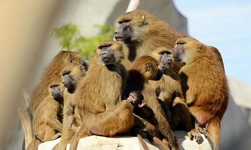 Làm thế nào để phân biệt được "vua khỉ" trong đàn khỉ. Thế Giới Động Vật