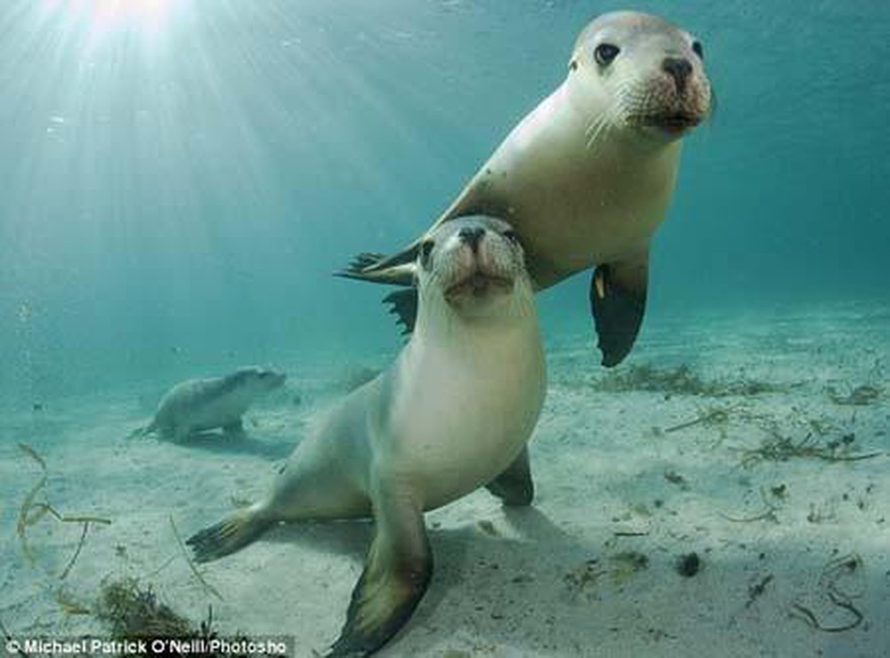 Loài thú biển thở bằng phổi, tại sao có thể dừng được ở dưới nước trong một thời gian dài. Thế Giới Động Vật