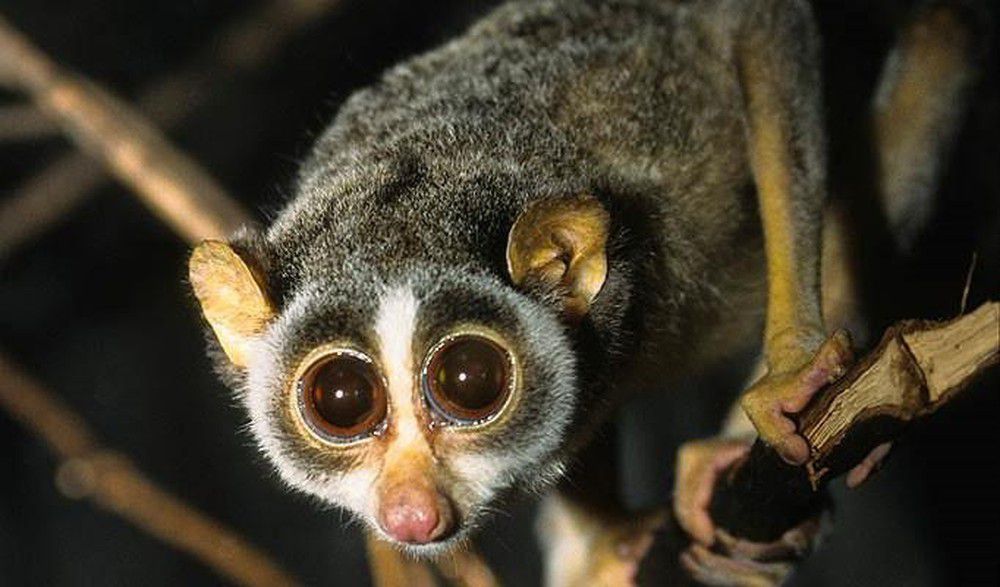 Mắt của một số động vật có vú. Thế Giới Động Vật