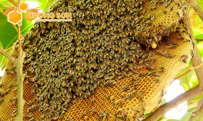 Mật ong được tạo ra bằng cách nào. Thế Giới Động Vật