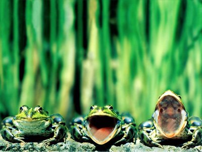 Mùa hè, ếch để vào tủ lạnh có thể ngủ đông không?. Thế Giới Động Vật