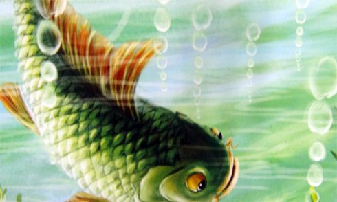 Nhìn vẩy cá có thể biết được tuổi của cá. Thế Giới Động Vật