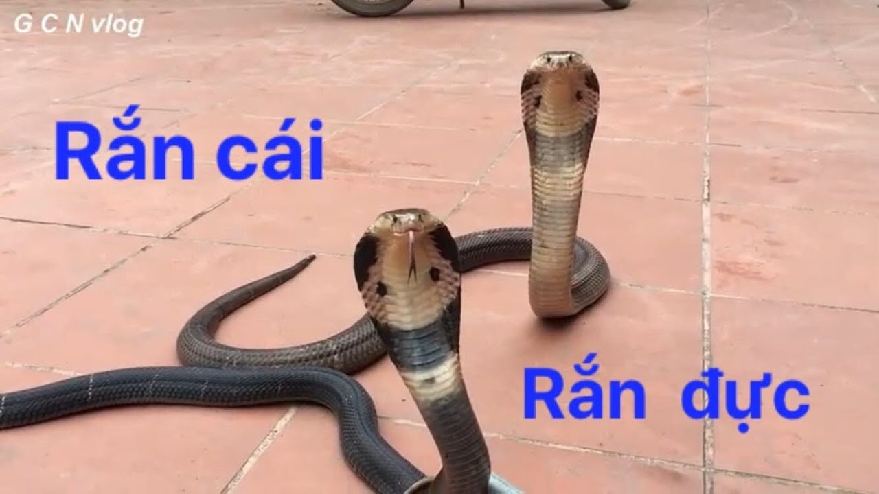 Phân biệt rắn cái và rắn đực. Thế Giới Động Vật