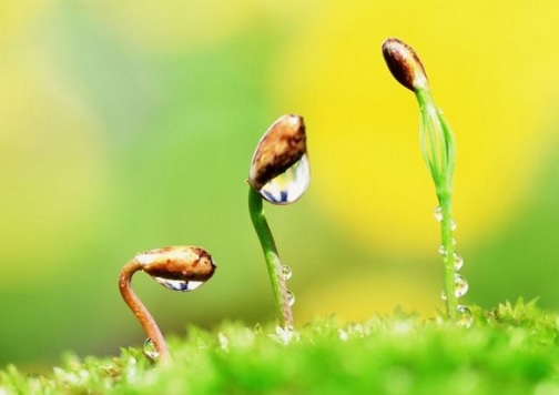 Sự sống ra đời từ bao giờ. Thế Giới Động Vật