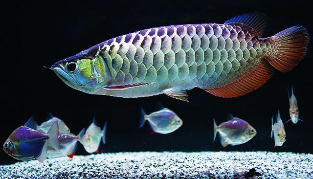 Tại sao cá có thể chìm, có thể nổi. Thế Giới Động Vật
