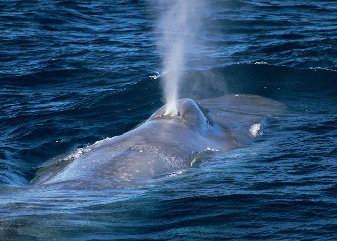 Tại sao cá voi biết phun nước. Thế Giới Động Vật