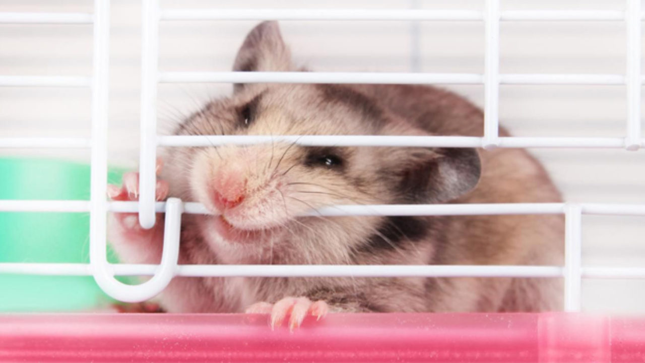 Tại sao chuột thích gặm vật cứng. Thế Giới Động Vật