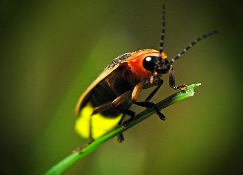 Tại sao đom đóm có thể phát sáng. Thế Giới Động Vật