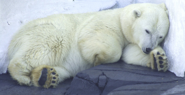 Tại sao gấu Bắc Cực không có tư thế ngủ nhất định. Thế Giới Động Vật
