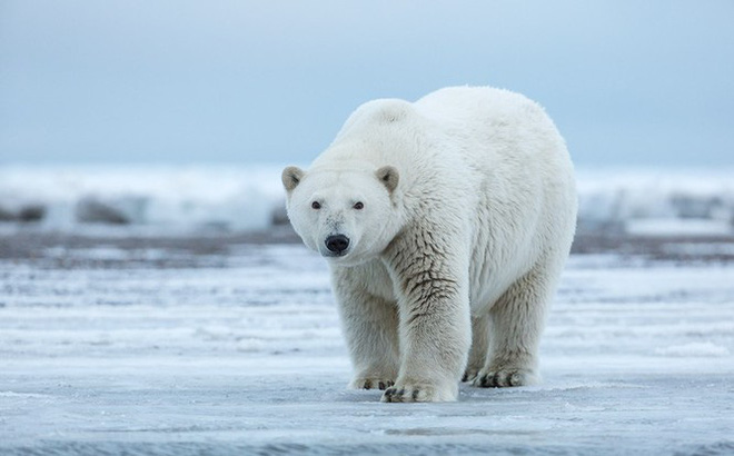 Tại sao gấu Bắc Cực không sợ lạnh. Thế Giới Động Vật