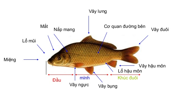 Tại sao hai bên thân cá thường có trắc tuyến (đường bên). Thế Giới Động Vật