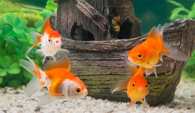 Tại sao hình dáng của cá vàng lại đẹp kì lạ như vậy. Thế Giới Động Vật