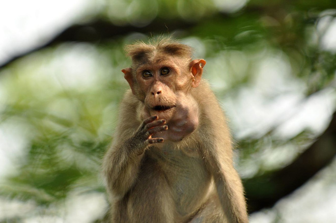 Tại sao khỉ có thể ăn kiểu "ngốn như hùm, nuốt như sói". Thế Giới Động Vật