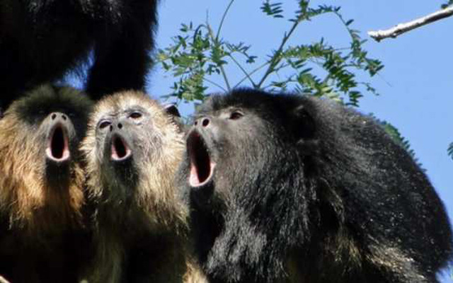 Tại sao khỉ hống lại rất thích kêu gào. Thế Giới Động Vật