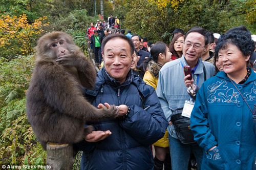 Tại sao khỉ trên núi Nga Mi xin "phí mãi lộ" của người đi đường. Thế Giới Động Vật