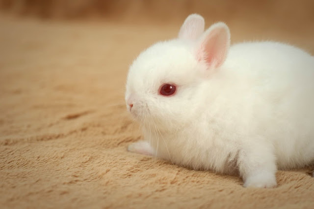 Tại sao mắt của thỏ trắng có màu đỏ. Thế Giới Động Vật