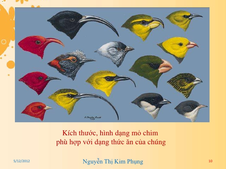 Tại sao mỏ của loài chim lại có nhiều hình dạng. Thế Giới Động Vật