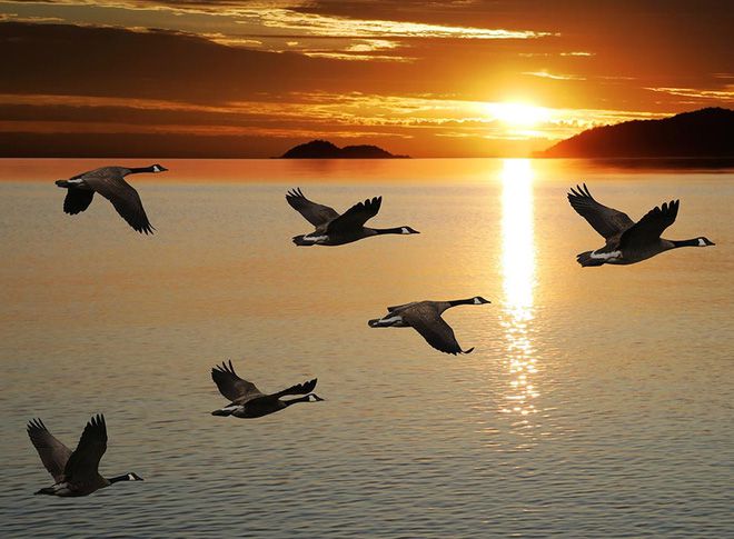 Tại sao ngỗng trời khi bay xa thường xếp thành hình mũi tên hoặc dàn hàng ngang. Thế Giới Động Vật