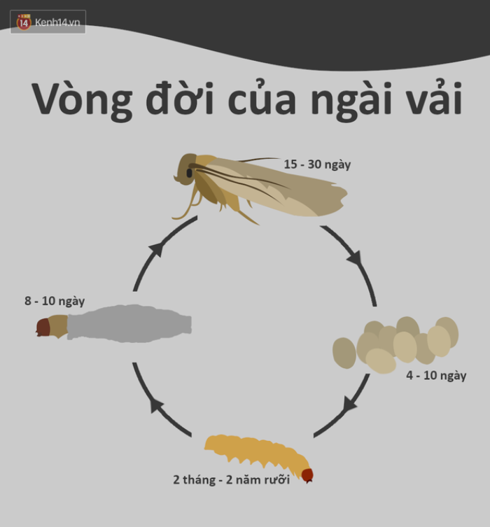 Tại sao quần áo để trong tủ lại sinh ra sâu. Thế Giới Động Vật