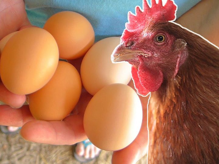 Tại sao sau khi gà mái đẻ trứng lại hay cục tác. Thế Giới Động Vật