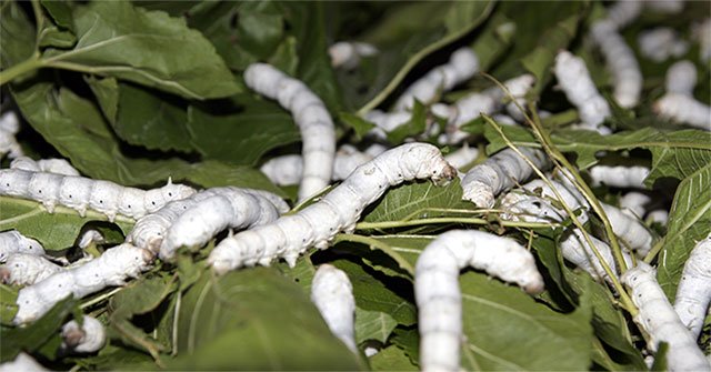 Tại sao tằm lại thích ăn lá dâu nhất. Thế Giới Động Vật