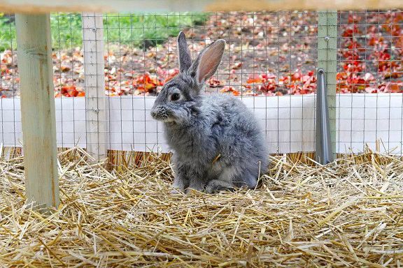 Tại sao thỏ thích ăn phân của mình. Thế Giới Động Vật