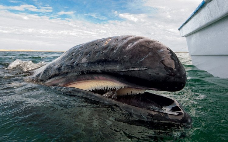 Thân hình của cá voi râu lớn như vậy, tại sao lại cứ ăn tôm cá nhỏ. Thế Giới Động Vật