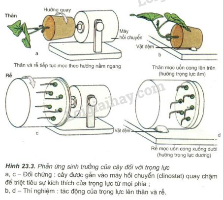 Ảnh hưởng của trọng lực đến sự phát triển của thực vật. Thực Vật