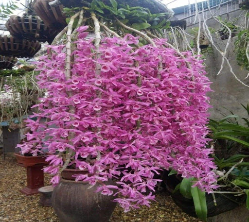 Cây Hoa lan có hạt không. Thực Vật