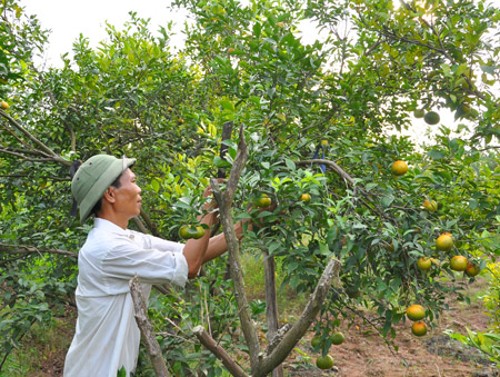 Cây ăn quả cần được cắt tỉa hàng năm. Thực Vật