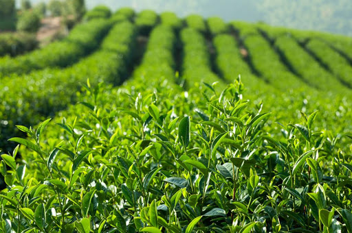 Cây chè thích hợp trồng ở vùng có tính axit. Thực Vật