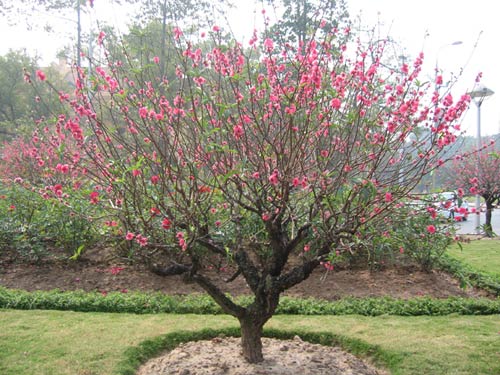Cây đào bích. Thực Vật
